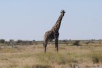 galleries/namibia-04.2013-2176