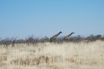 galleries/namibia-andrzej-004728