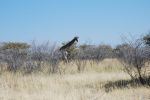 galleries/namibia-andrzej-004772