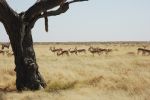 galleries/namibia-andrzej-004871
