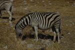 galleries/namibia-michal-010054