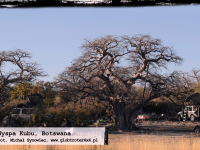 Galeria Metra - Wyspa Kubu - Botswana